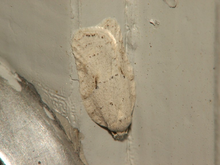 Acleris logiana