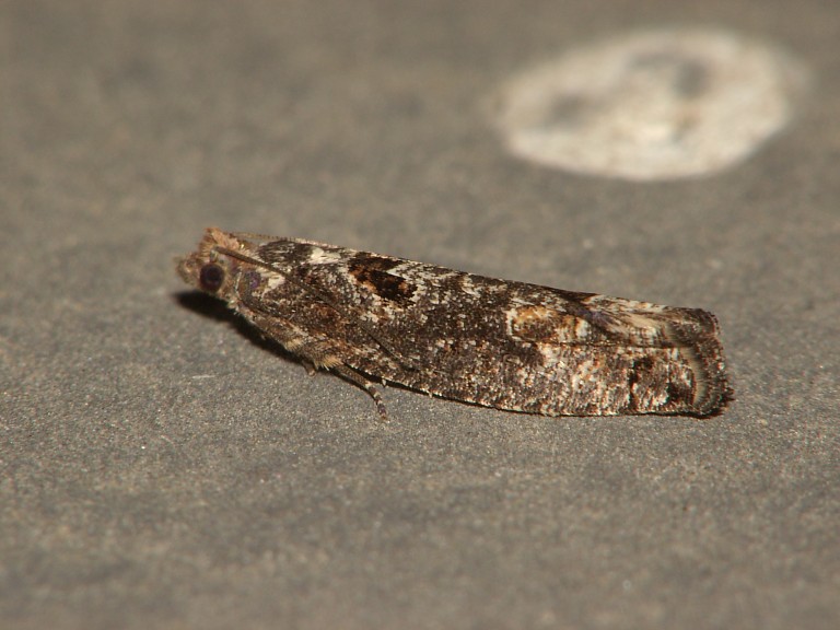 Epinotia maculana