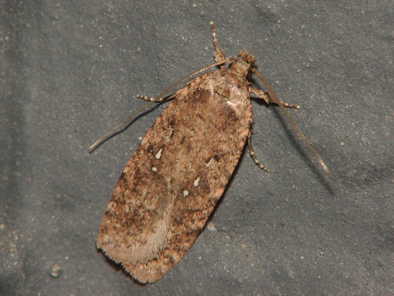 Agonopterix heracliana