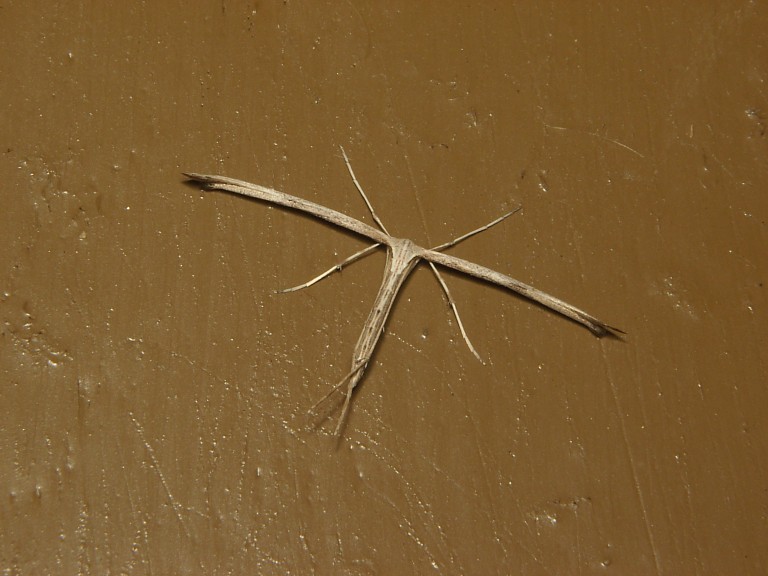 Emmelina monodactyla?