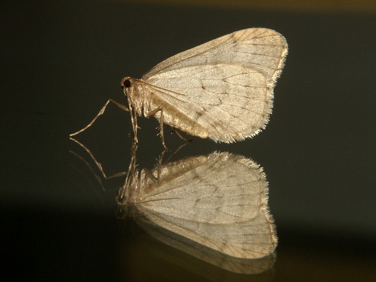 Operophtera brumata