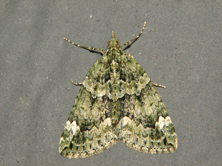 Chlorolysta miata