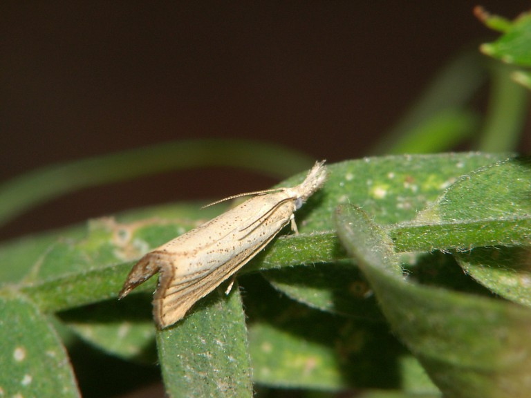 Agriphila straminella