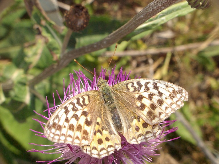 Argynnis adippe
