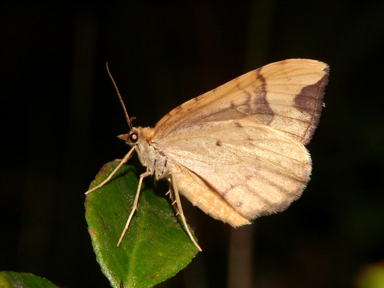 Eulithis populata