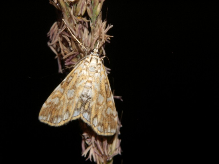 Elophila nymphaeata