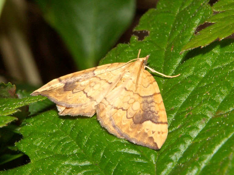 Eulithis populata