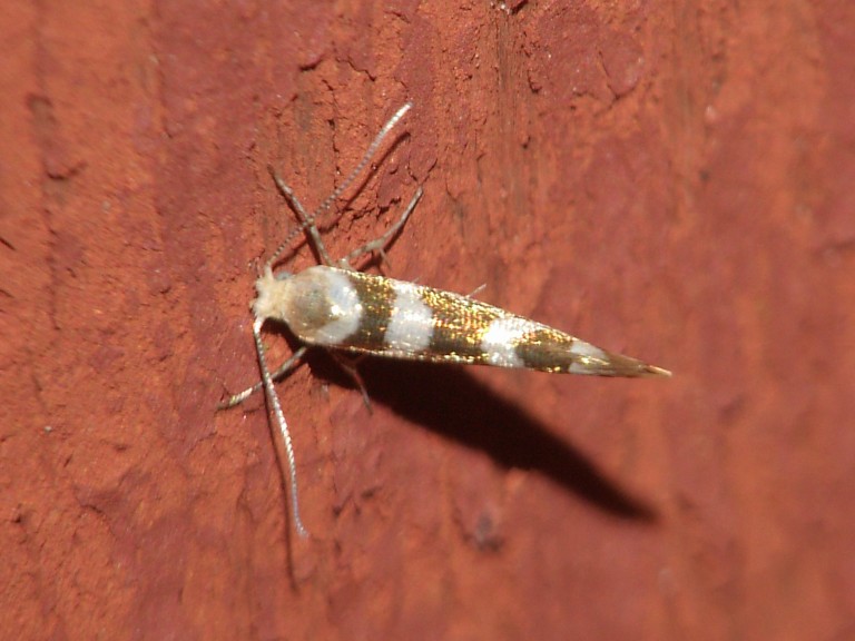 Argyresthia goedartella