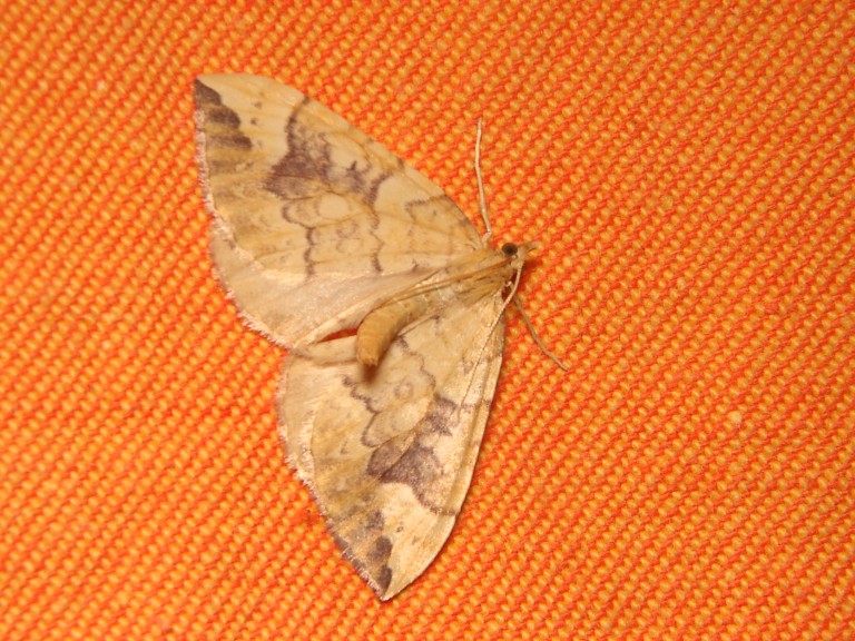 Eulithis populata