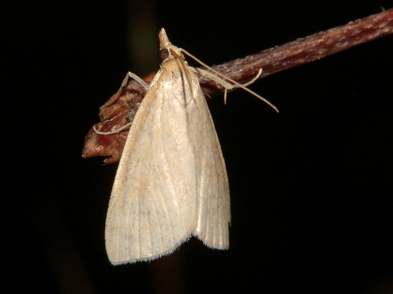 Udea lutealis