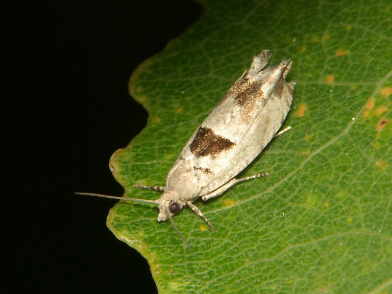 Epinotia ramella