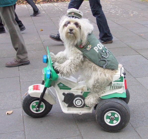 poliisikoiraoptiikka